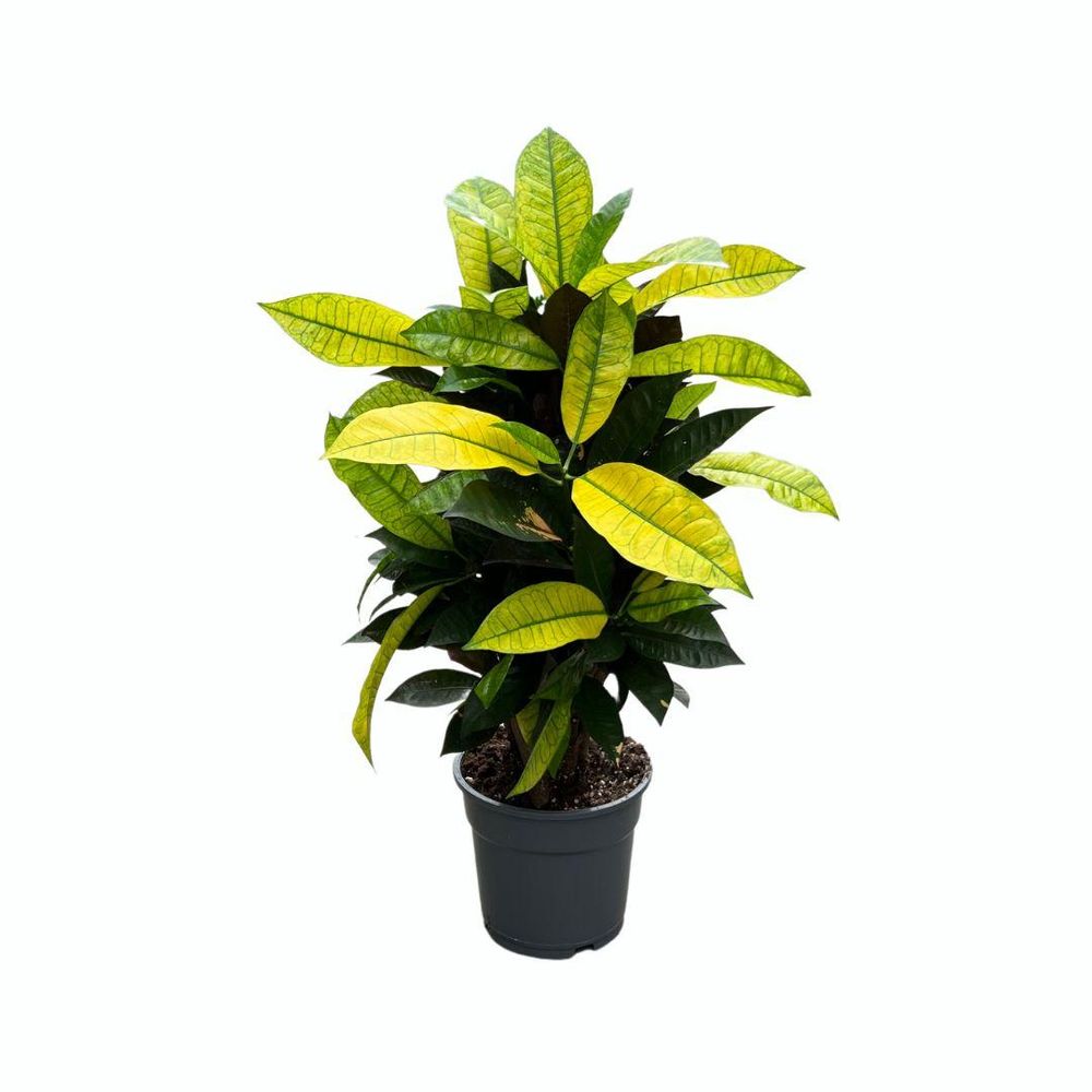 Croton mrs. Iceton - ø17cm - ↕65cm - plantes d'intérieur