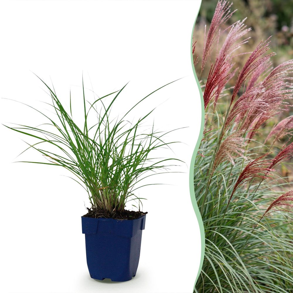 Roseau de chine 'red chief' - lot de 12 - pot 11 cm - hauteur 25 cm