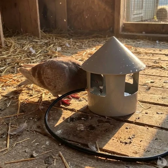 Abreuvoir automatique à grit pour pigeon diam. 22