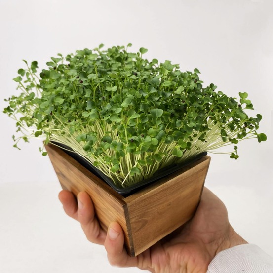 Graines de micro pousses de moutarde rouge