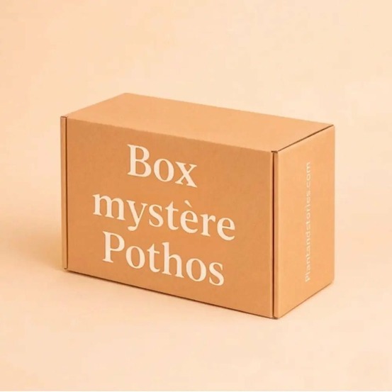 Box pothos mystères - pack pothos surprises - plantes tombantes - 3 pothos surprises