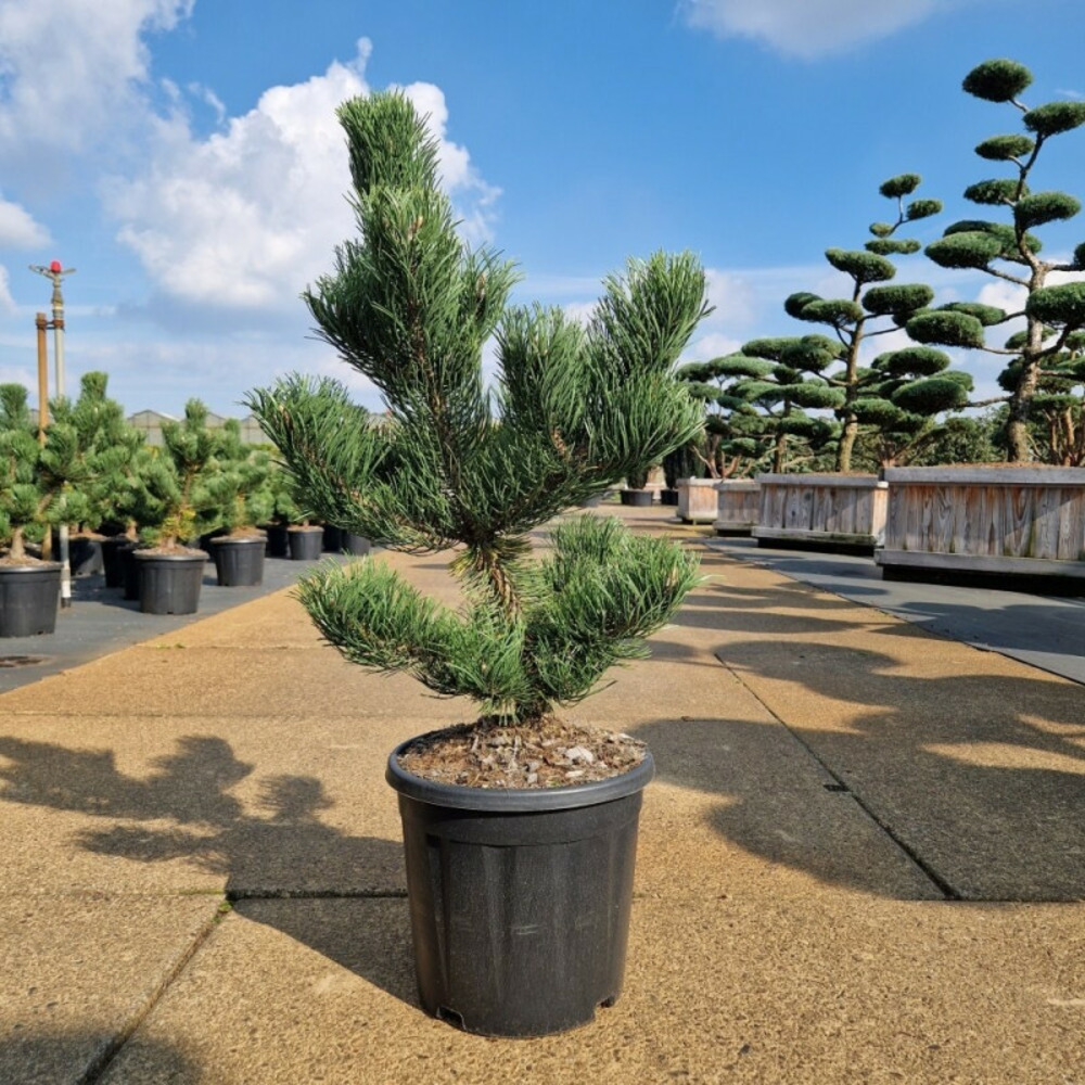 Pin noir d'autriche 'oregon green' pot 15l 60/70cm - pinus nigra oregon green