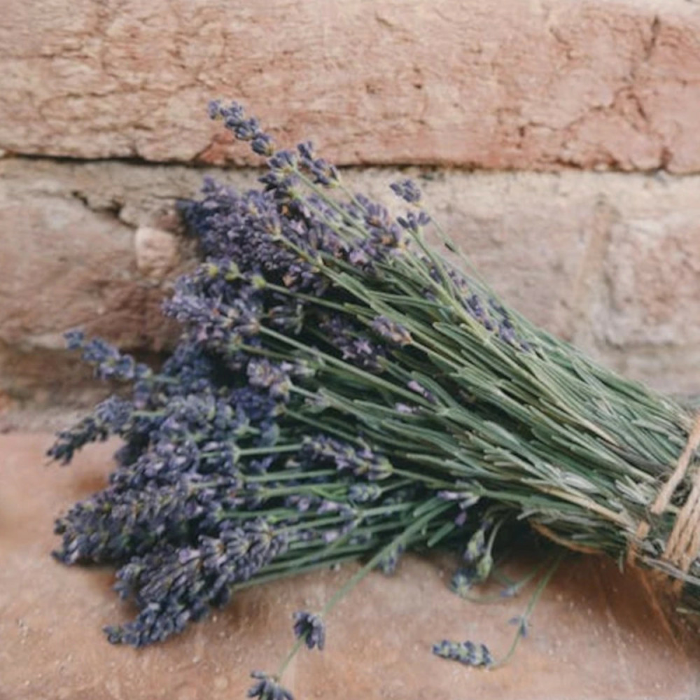 Lavande - prêt à consommer pot de 1,5l - 10/20 cm