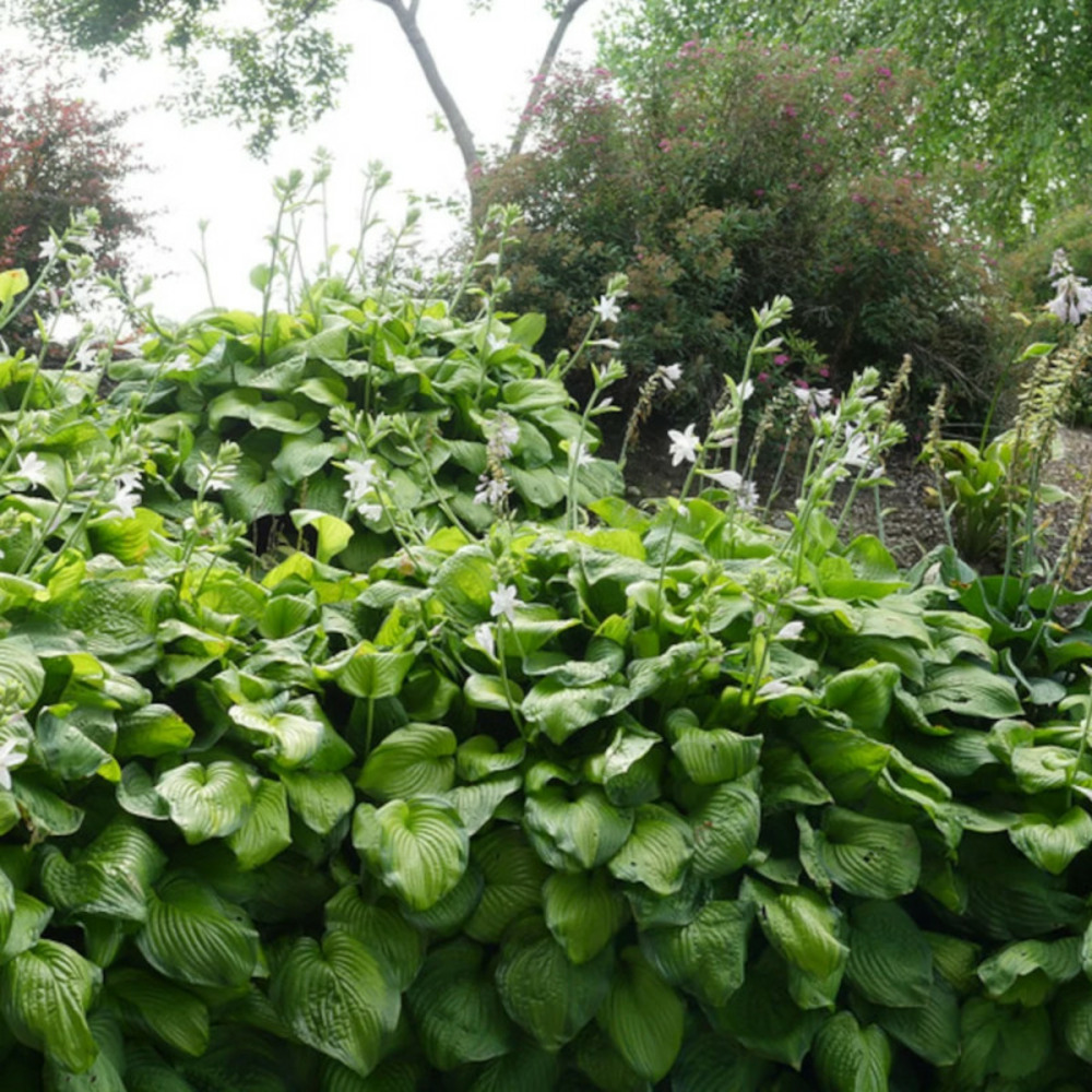 Hosta guacamole lot de 9 godets