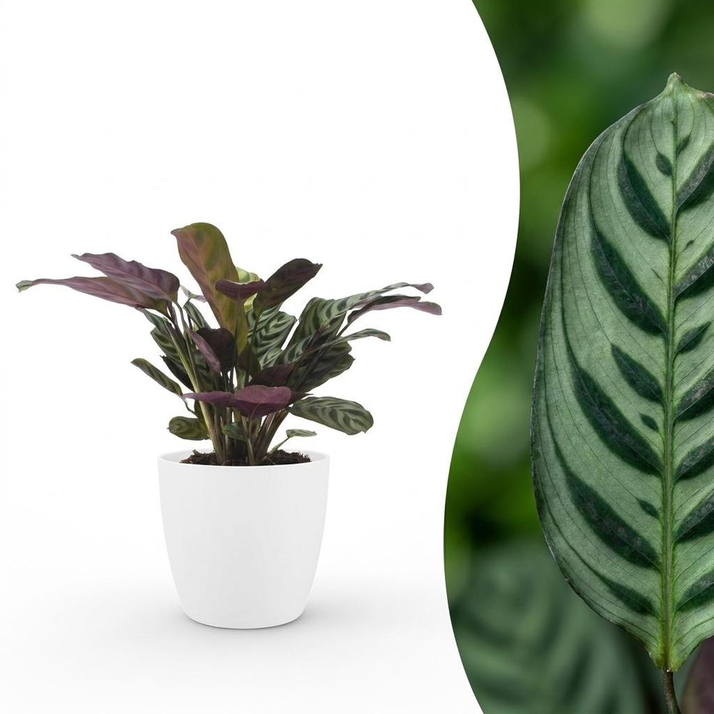 Ctenanthe burle marxii - plante dormeuse - arête de poisson - pot de 12cm