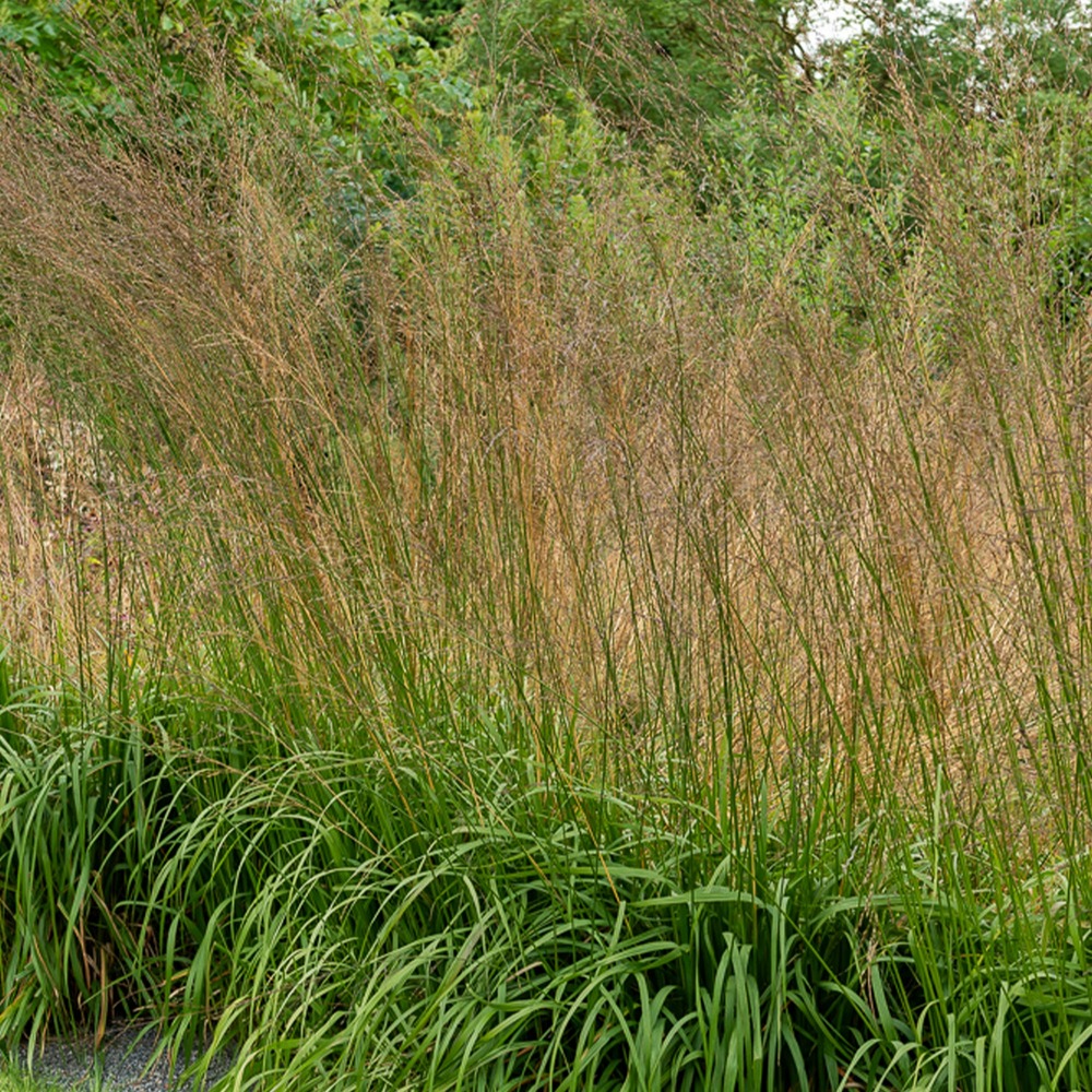 Molinie élevée karl foester - le pot / ø 9cm