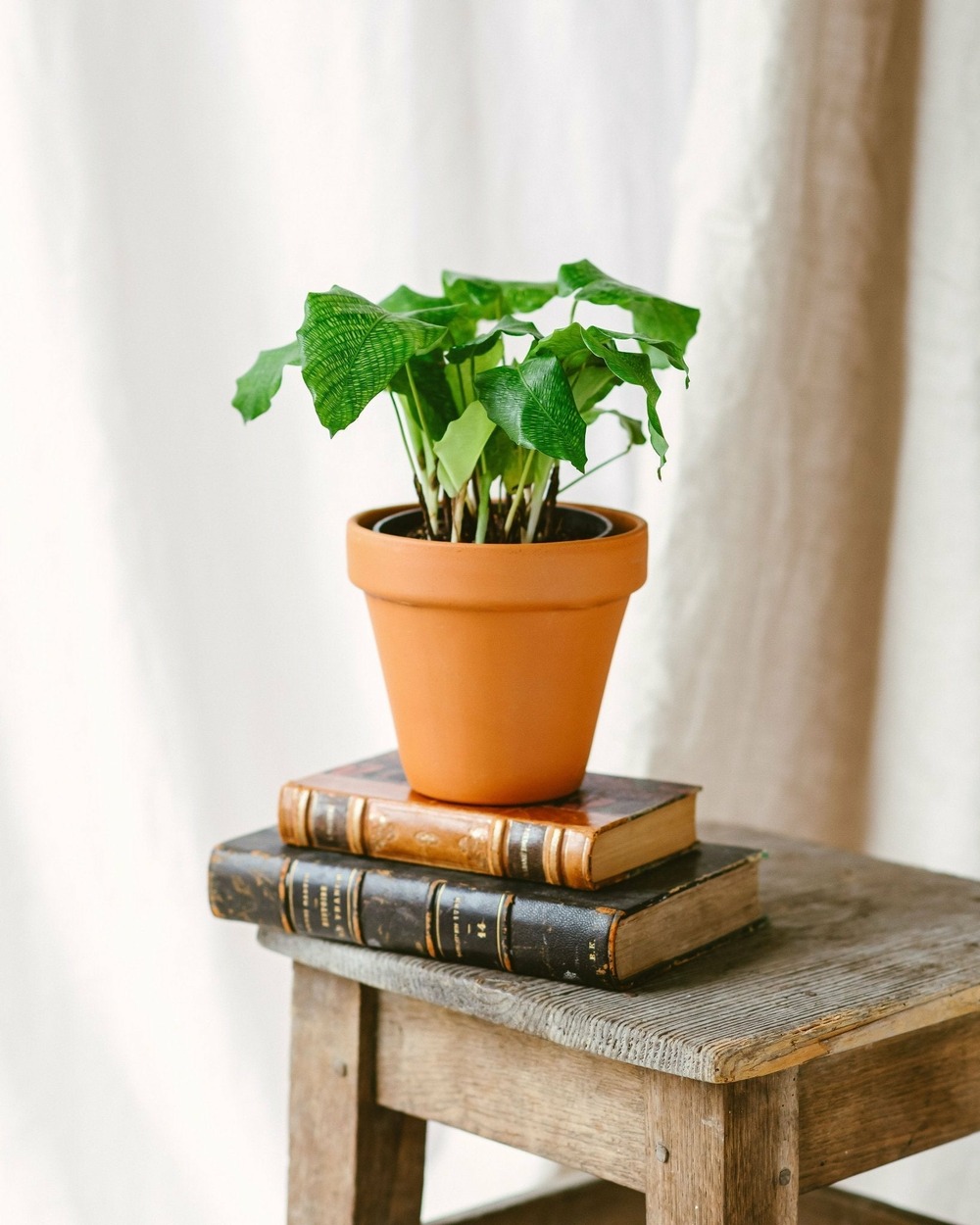 Calathea musaica m 18cm - plante d'intérieur