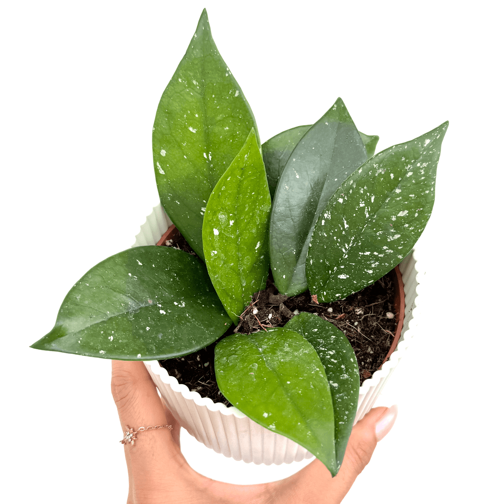 Hoya carnosa 'stardust' - pot de 10cm