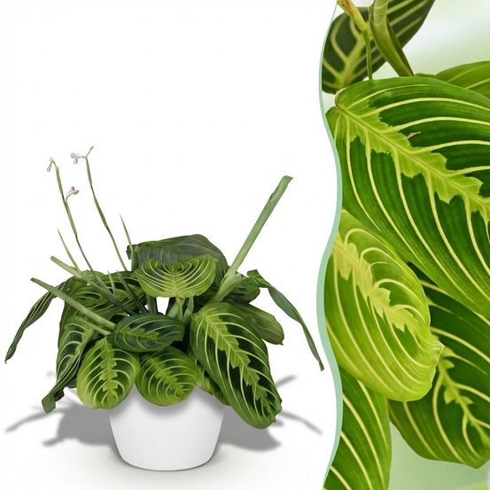 Maranta fascinator lemon lime - pet-friendly - plante de prière - pot de 12cm - hauteur 25-35cm - plantes d'intérieur
