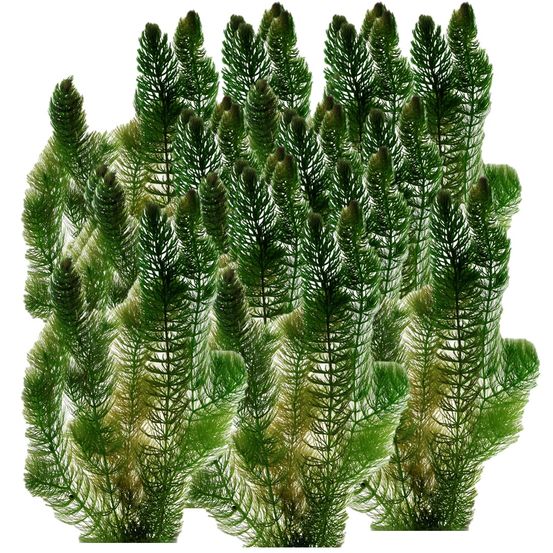 Hoornblad ceratophyllum demersum vijver - 5l drijvende zuurstofplant anti-alg
