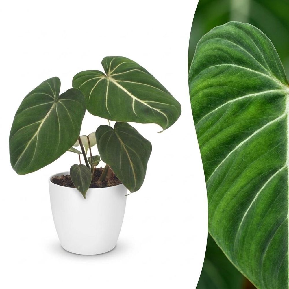 Philodendron gloriosum - pot de 12cm - plantes d'intérieur