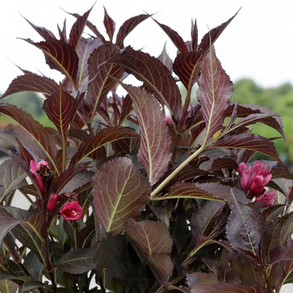 Weigela 'naomi campbell' pot de 2l/3l