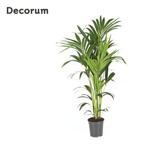 Howea forsteriana - h130 cm - ø21 cm
