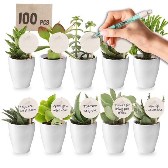 Mini-plantes grasses, 100 pièces, 6 cm - cadeaux de remerciement pour un mariage