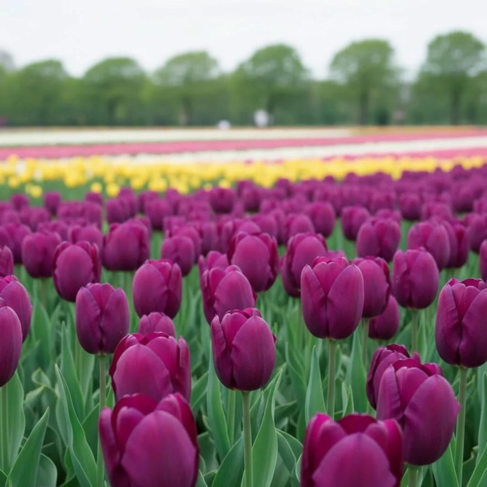 Bulbe de tulipe simple hative purple princess sachet de 8 bulbes