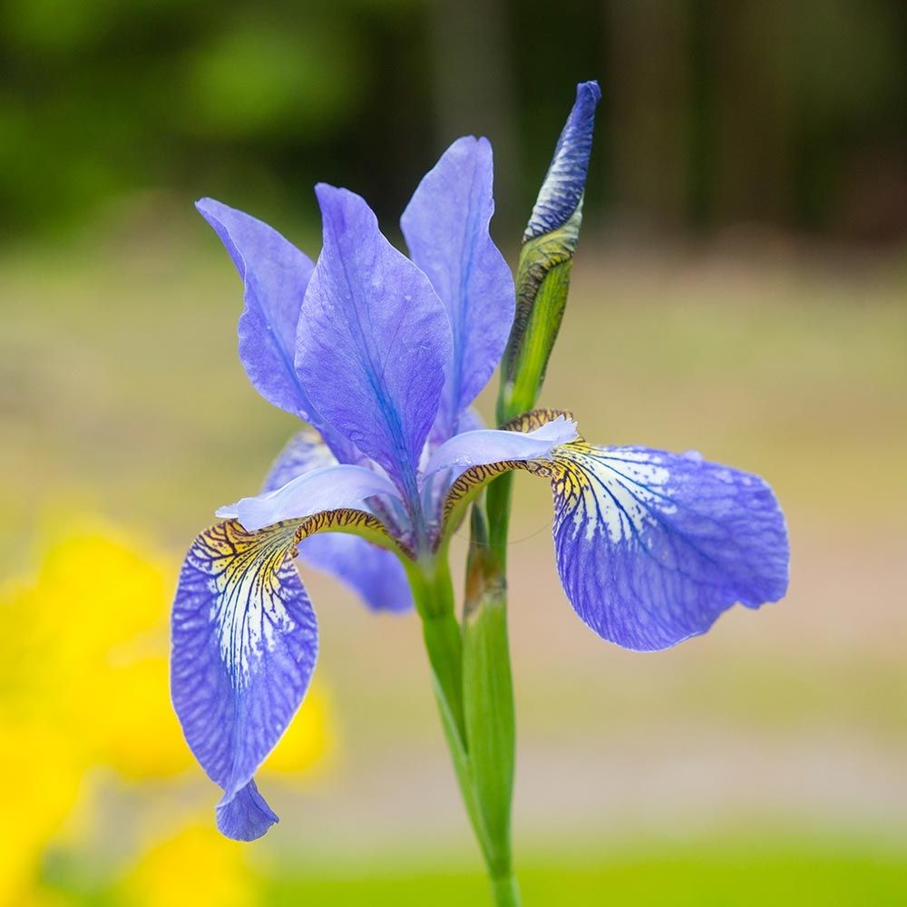 Iris de sibérie 'blue moon' godet de 8/9 cm