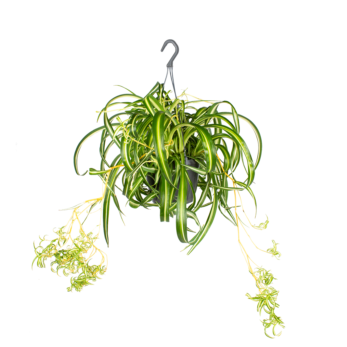 Chlorophytum 'green bonnie' - animaux acceptés - nénuphar en pot suspendu - ⌀17 - ↕35 cm