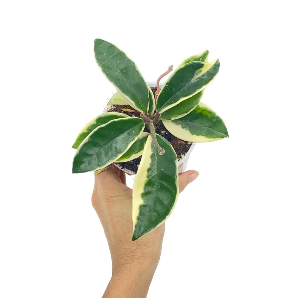 Hoya carnosa krimson queen - pot de 9cm - plantes d'intérieur