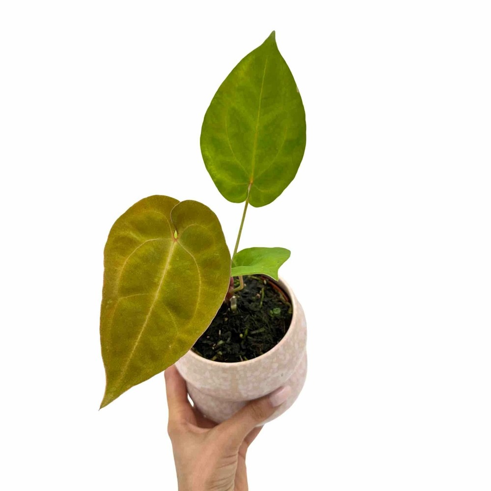 Anthurium king of spades x forgetii x goliath - pot de 9cm