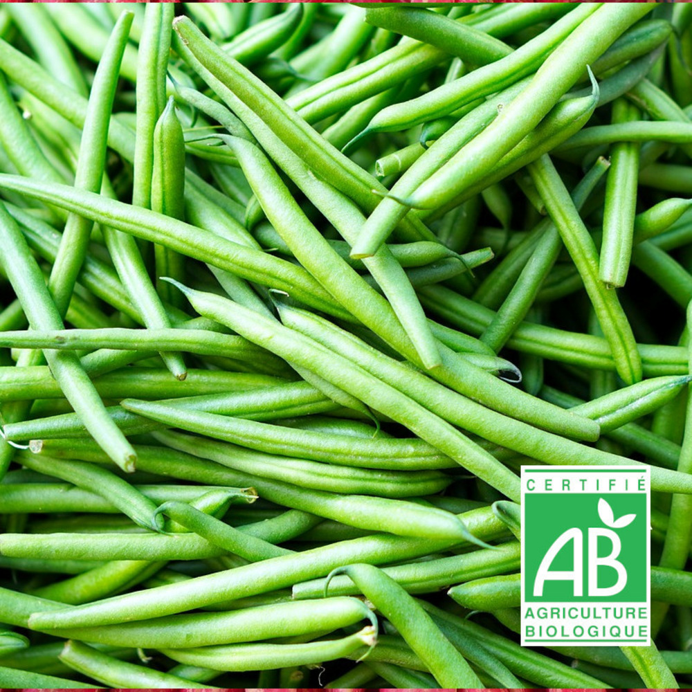 Graines de haricot grimpant neckarkönigin - sans traitement - vilmorin boite - 10 mètres