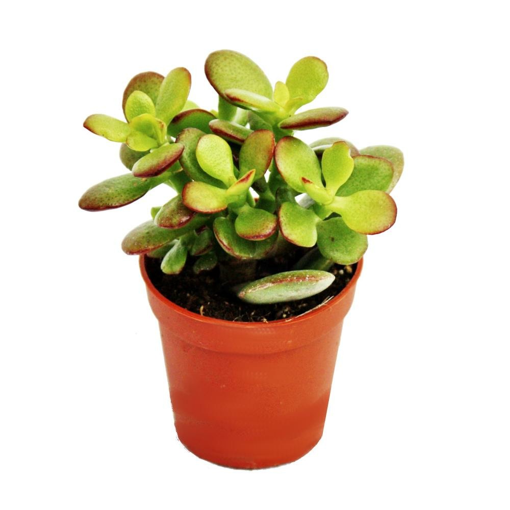 Crassula portulacea minor - pfennigbaum - en pot de 8,5cm