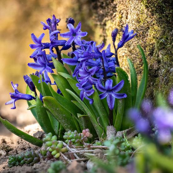 Jacinthe 'blue star' calibre 18+ (par 5)