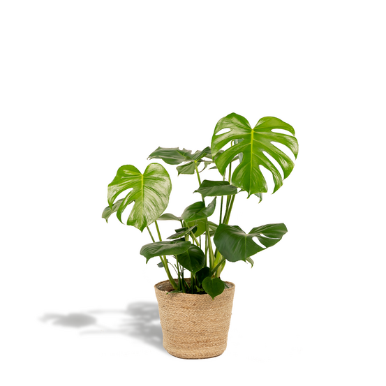 Monstera deliciosa - h80 cm