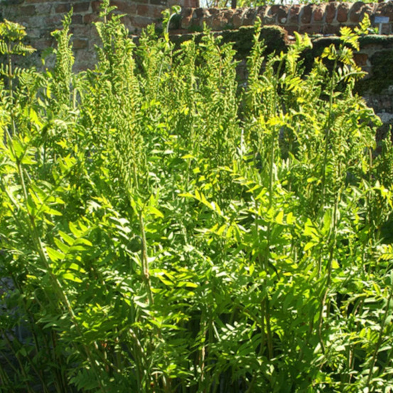 Osmonde royale godet - 5/20 cm