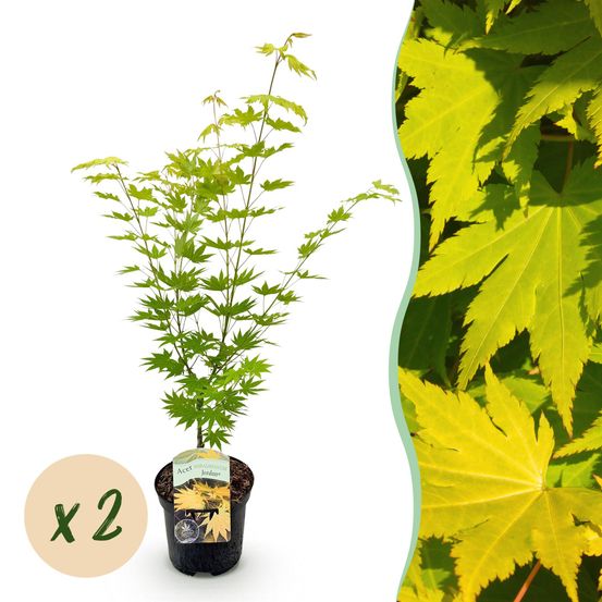 Érable du japon 'jordan' - lot de 2 - pot 19 cm - hauteur 70 cm - plante d'extérieur