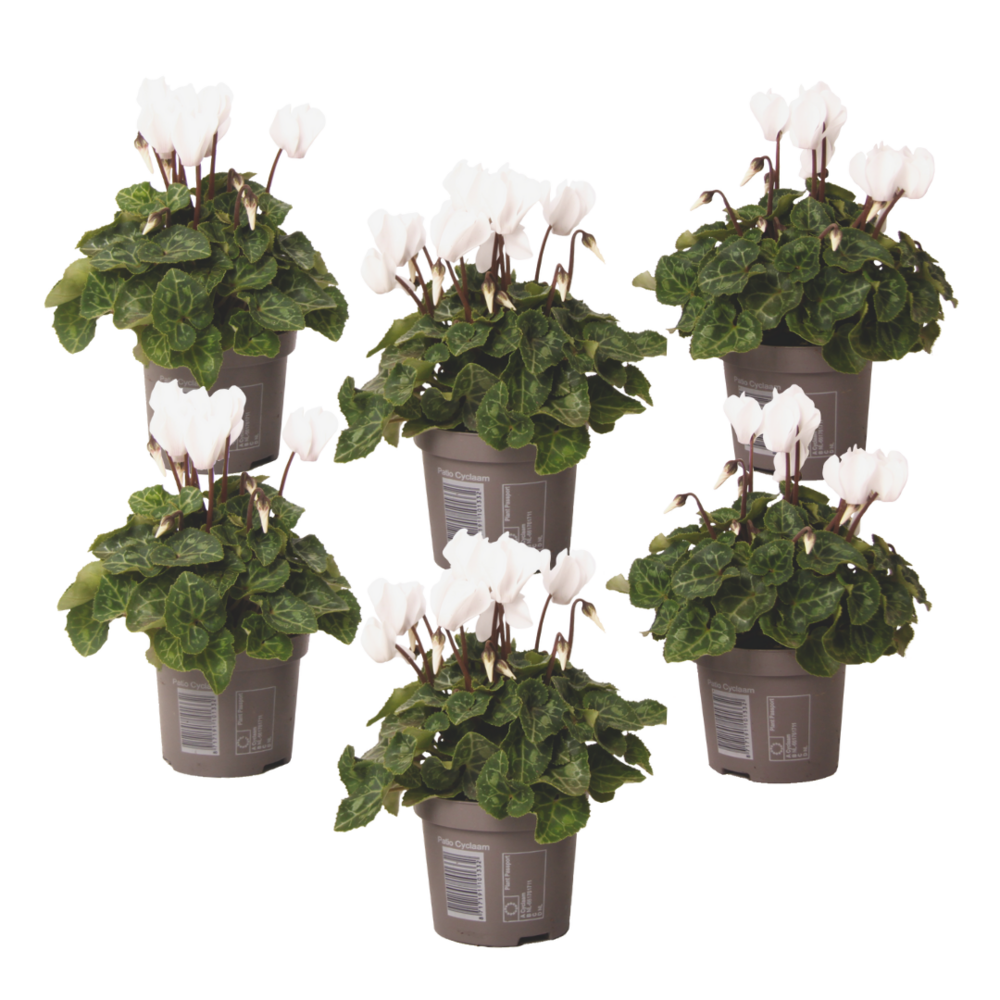 Cyclamen de perse - set de 6 - cyclamen persicum 'metis white' - h10-20cm - ⌀9cm