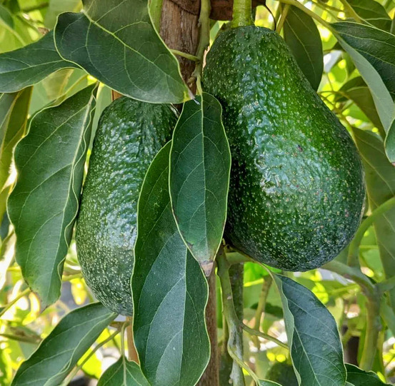 Avocatier : persea americana var. Lamb hass (de greffe) pot de 15 litres ? 140/160 cm