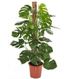 Monstera deliciosa - plante trouée - pot 24cm - hauteur 120-130cm