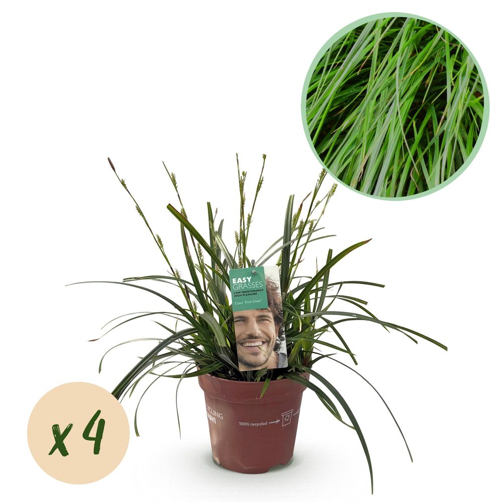 Laîche 'intense green' - lot de 4 - pot 17 cm - hauteur 50 cm