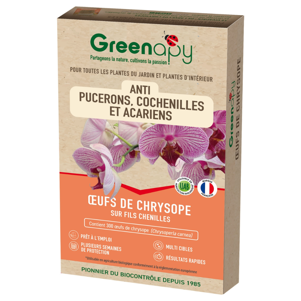Chrysope 300 oeufs