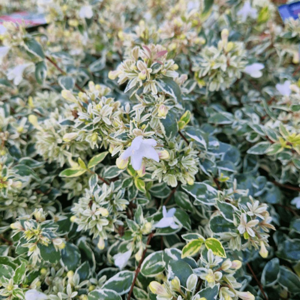 Abelia steredenn 'levabes', abélia à grandes fleurs pot de 3l - 20/40 cm