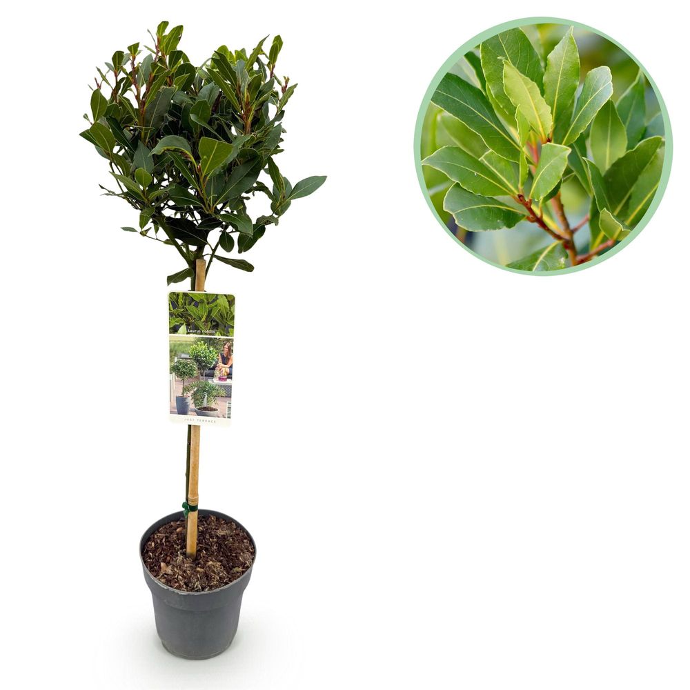Laurier-sauce - pot 19 cm - hauteur 90 cm - plante d'extérieur