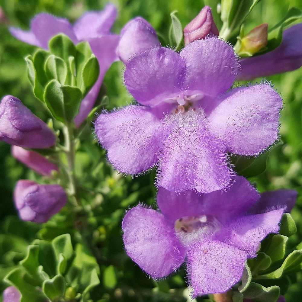 Sauge du désert green cloud pot de 5l - touffe