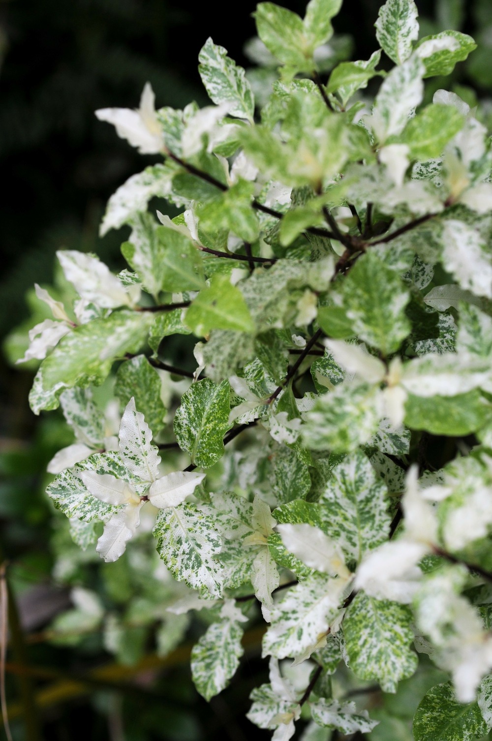 Pittospore 'irène patterson' - en pot de 3 litres