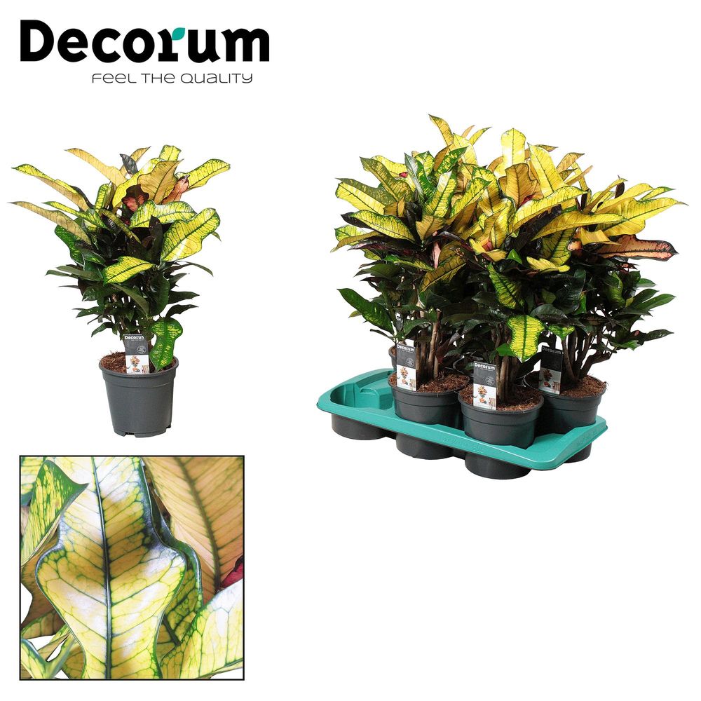 Croton wilma - ø17cm - ↕60cm - plantes d'intérieur