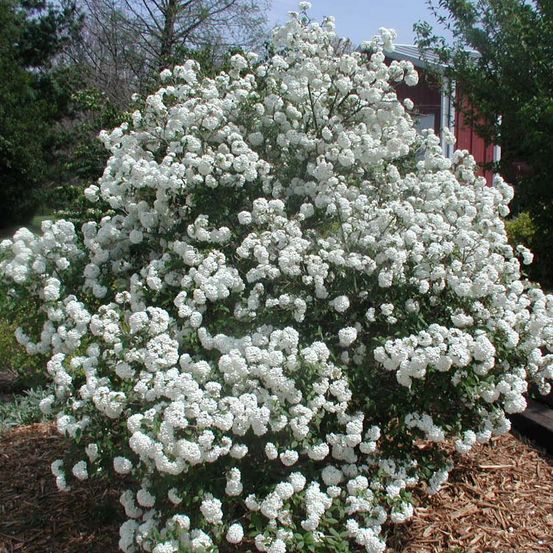 Viorne 'pragense' pot de 4l/5l
