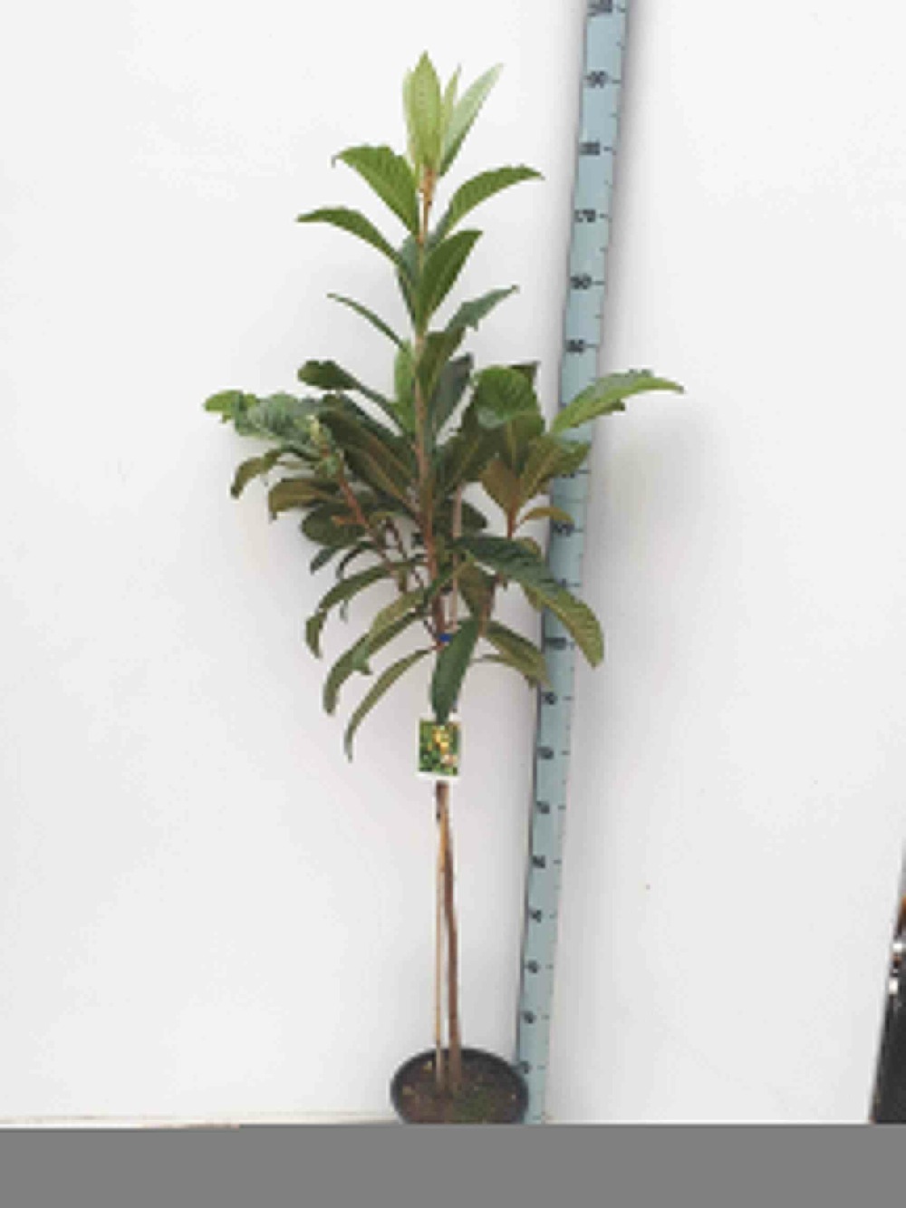 Eriobotrya japonica (néflier du japon, bibacier, loquat) pot de 7 litres ? 100/120 cm