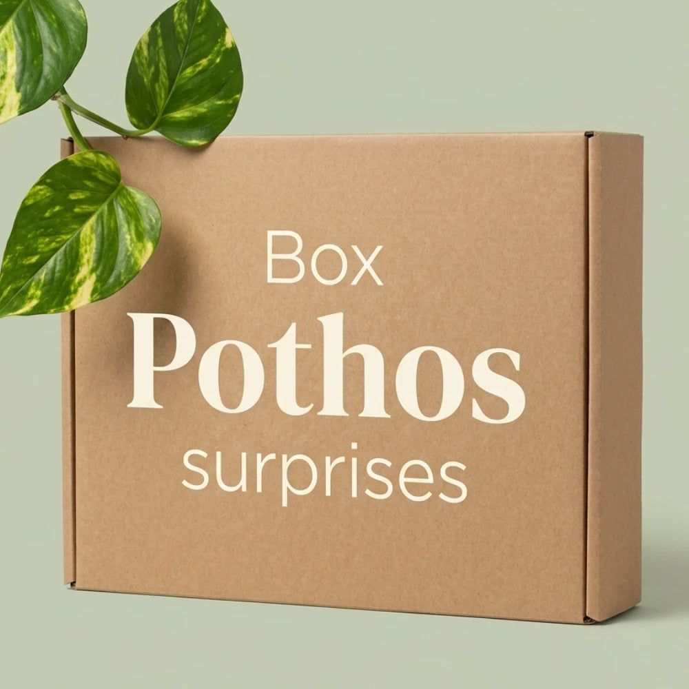 Box pothos mystères - pack pothos surprises - plantes tombantes - 3 pothos surprises - plantes d'intérieur