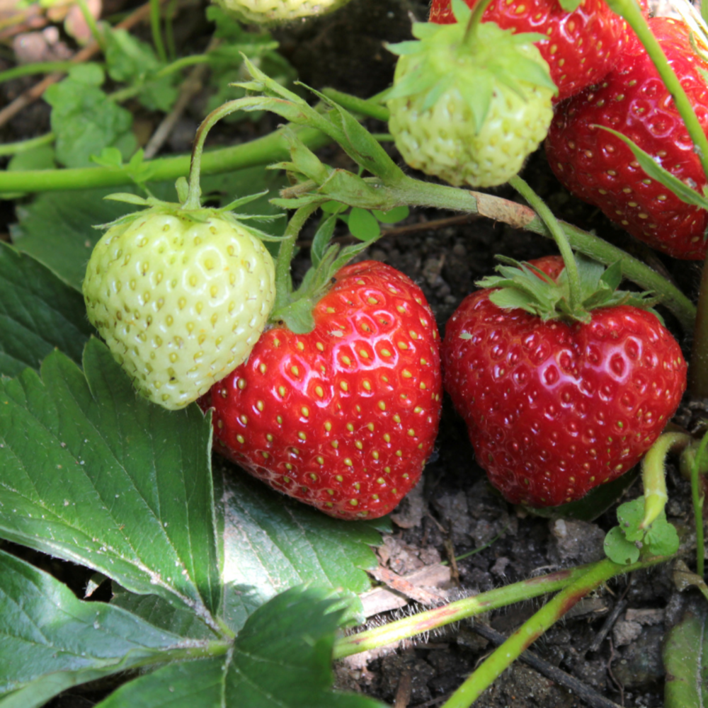 3 plants fraisier anais remontant motte 7cm