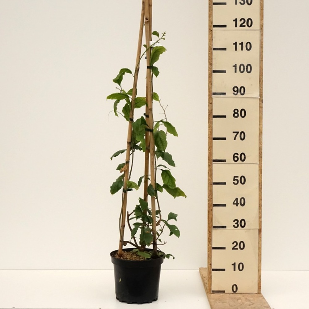 Bougainvillée 'violet de mèze' pot de 7,5l/10l