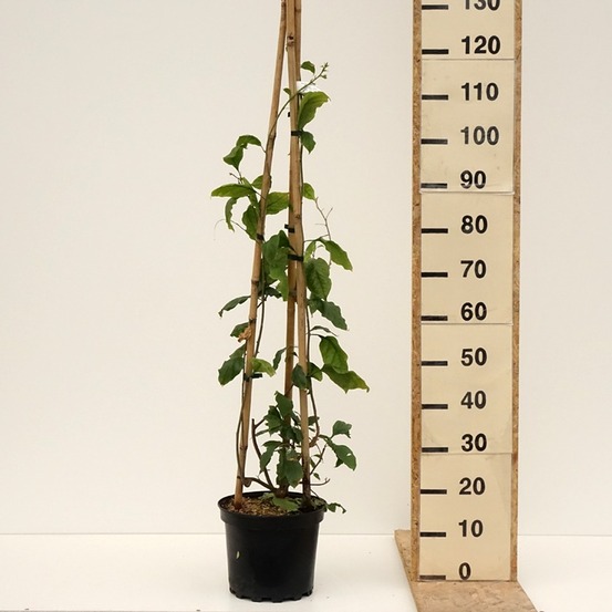 Bougainvillée 'violet de mèze' pot de 7,5l/10l