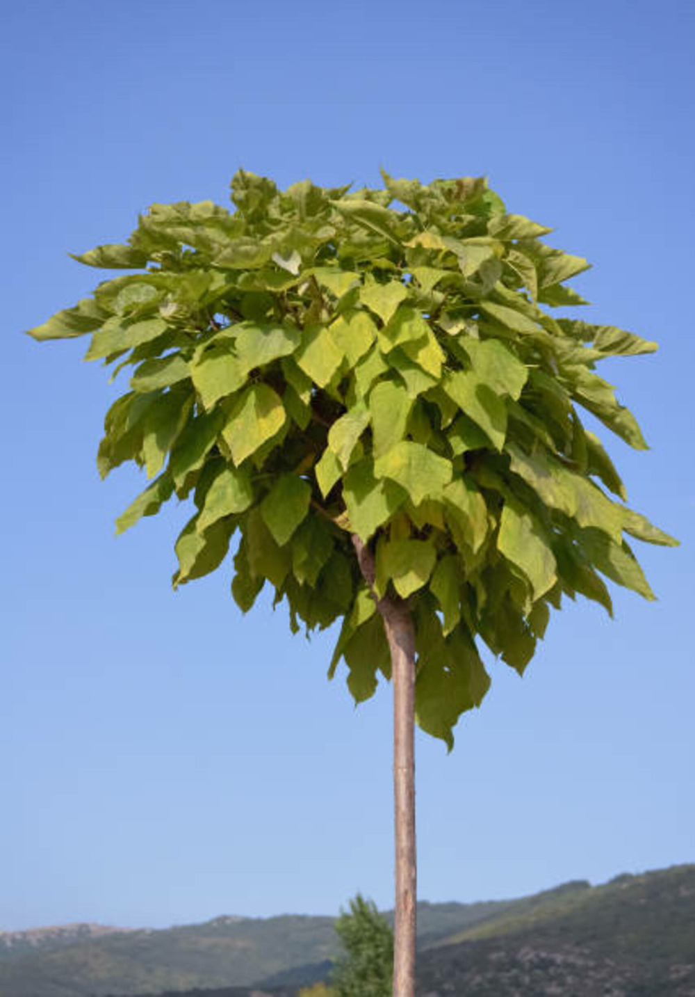 Catalpa bignonioides aurea c15l baliveau 150/250 cm (hors pot)