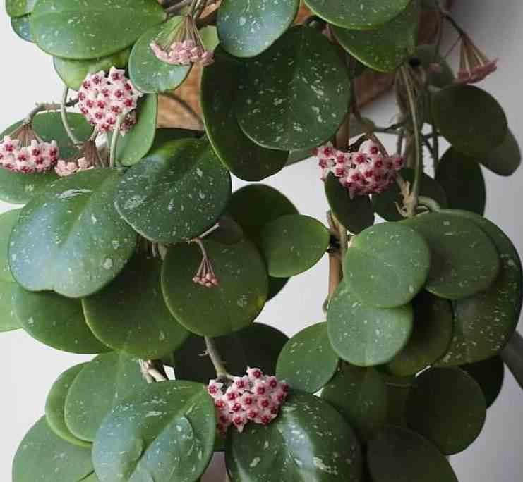 Hoya obovata (fleur de porcelaine, fleur de cire) taille pot de 2 litres - 20/40 cm -   blanc et rose