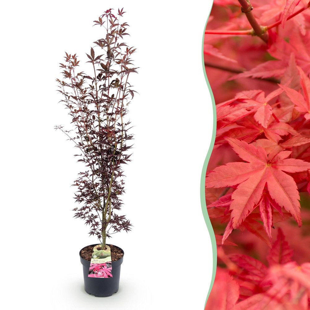 Érable du japon 'atropurpureum' - pot 26 cm - hauteur 90 cm - plante d'extérieur