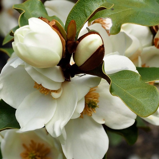 Michelia 'gail's favorite' pot de 4l/5l