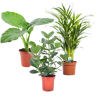 Plant in  a box - mélange de 3 plantes d'intérieur - alocasia, clusia, areca - pot 17cm - hauteur 50-70cm